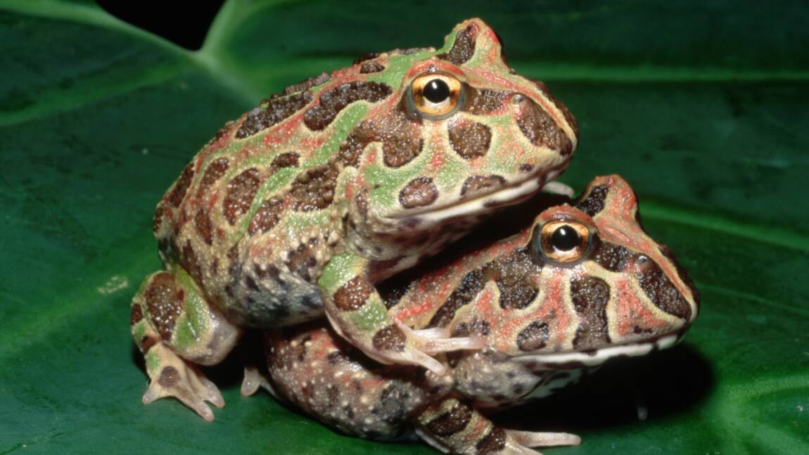 les-grenouilles-aussi-peuvent-avoir-un-harem-de-reproduction.jpg